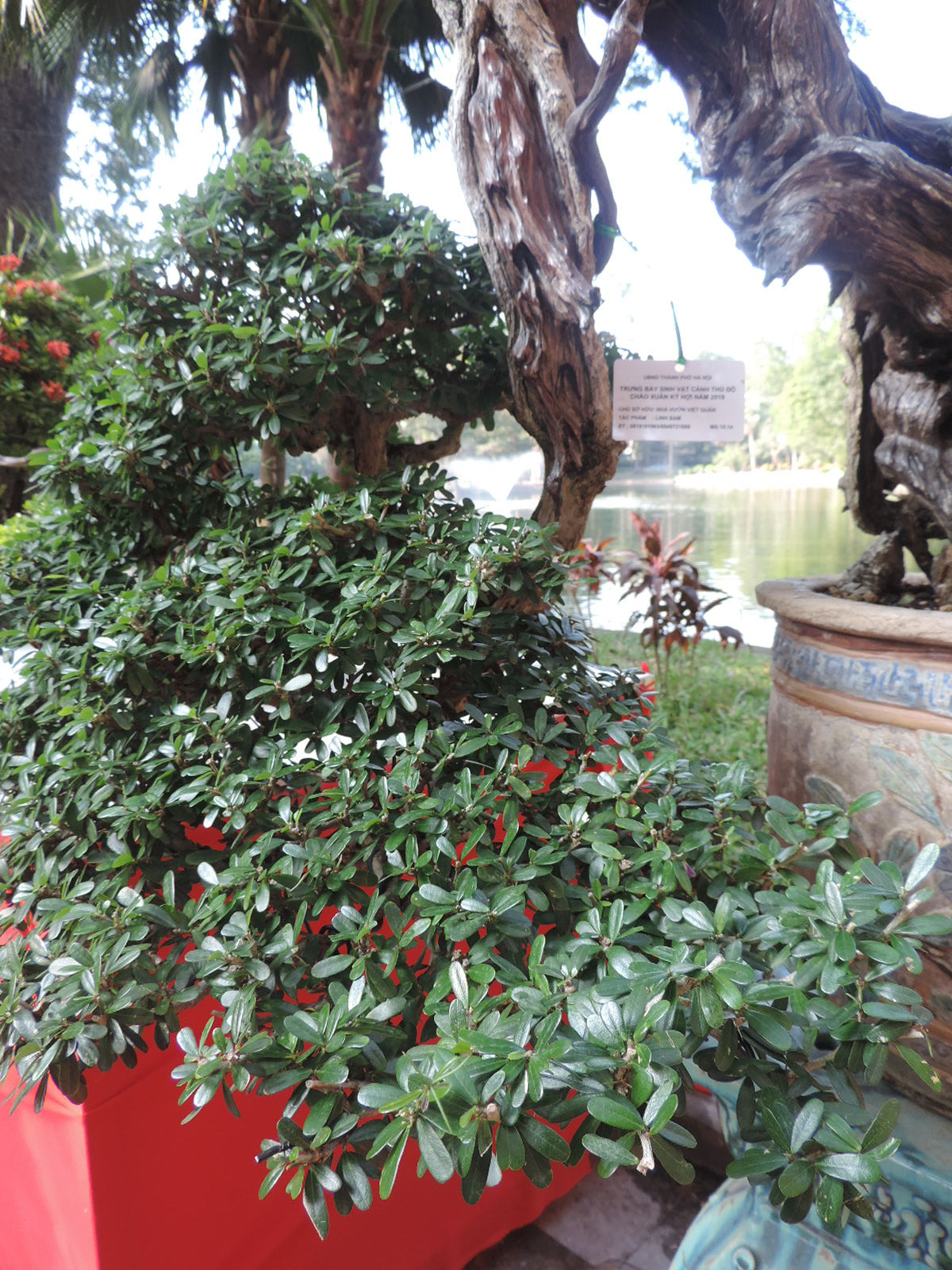 Ngọn cây dài hơn đáy chậu, cho lá tốt tươi um tùm.