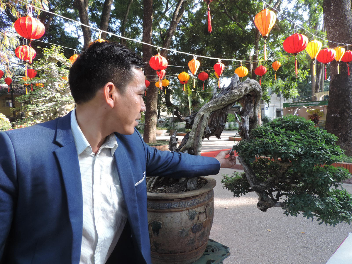 Sức sống mãnh liệt của cây thể hiện rõ nét ở phần ngọn vươn lên tạo dáng mềm mại.