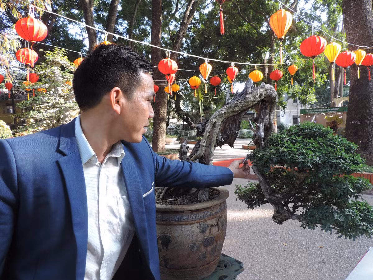 Sức sống mãnh liệt của cây thể hiện rõ nét ở phần ngọn vươn lên tạo dáng mềm mại.