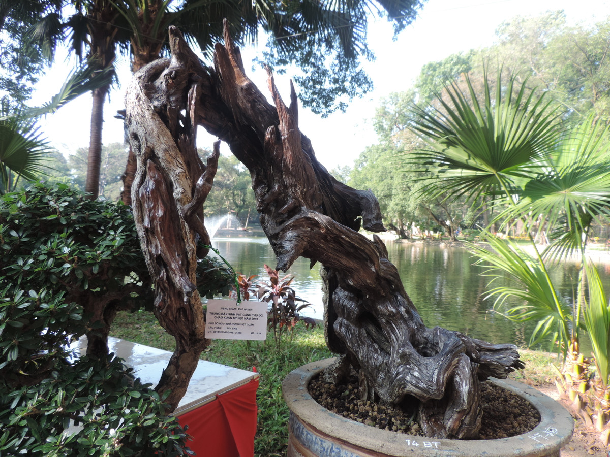 Không chỉ vậy, nhiều đánh giá cho rằng, điều tạo nên giá trị đặc biệt cho cây bonsai linh sam núi này còn nằm ở chỗ nó là cây lâu năm, da mốc, thân quái, rễ kiềng, cành ngọn, hoa đẹp...