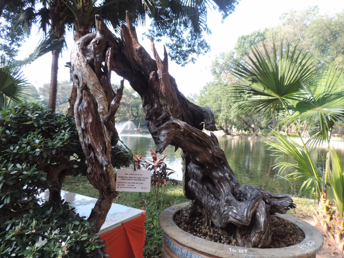 Không chỉ vậy, nhiều đánh giá cho rằng, điều tạo nên giá trị đặc biệt cho cây bonsai linh sam núi này còn nằm ở chỗ nó là cây lâu năm, da mốc, thân quái, rễ kiềng, cành ngọn, hoa đẹp...