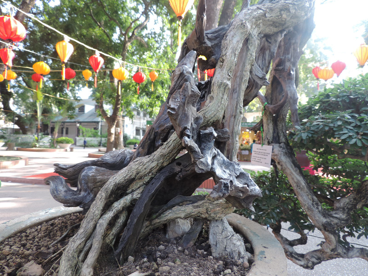 Có thể thấy, thân cây già nua, hốc hác in đậm dấu ấn của thời gian.