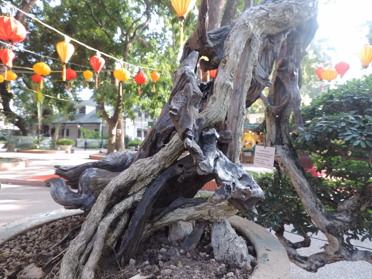 Có thể thấy, thân cây già nua, hốc hác in đậm dấu ấn của thời gian.