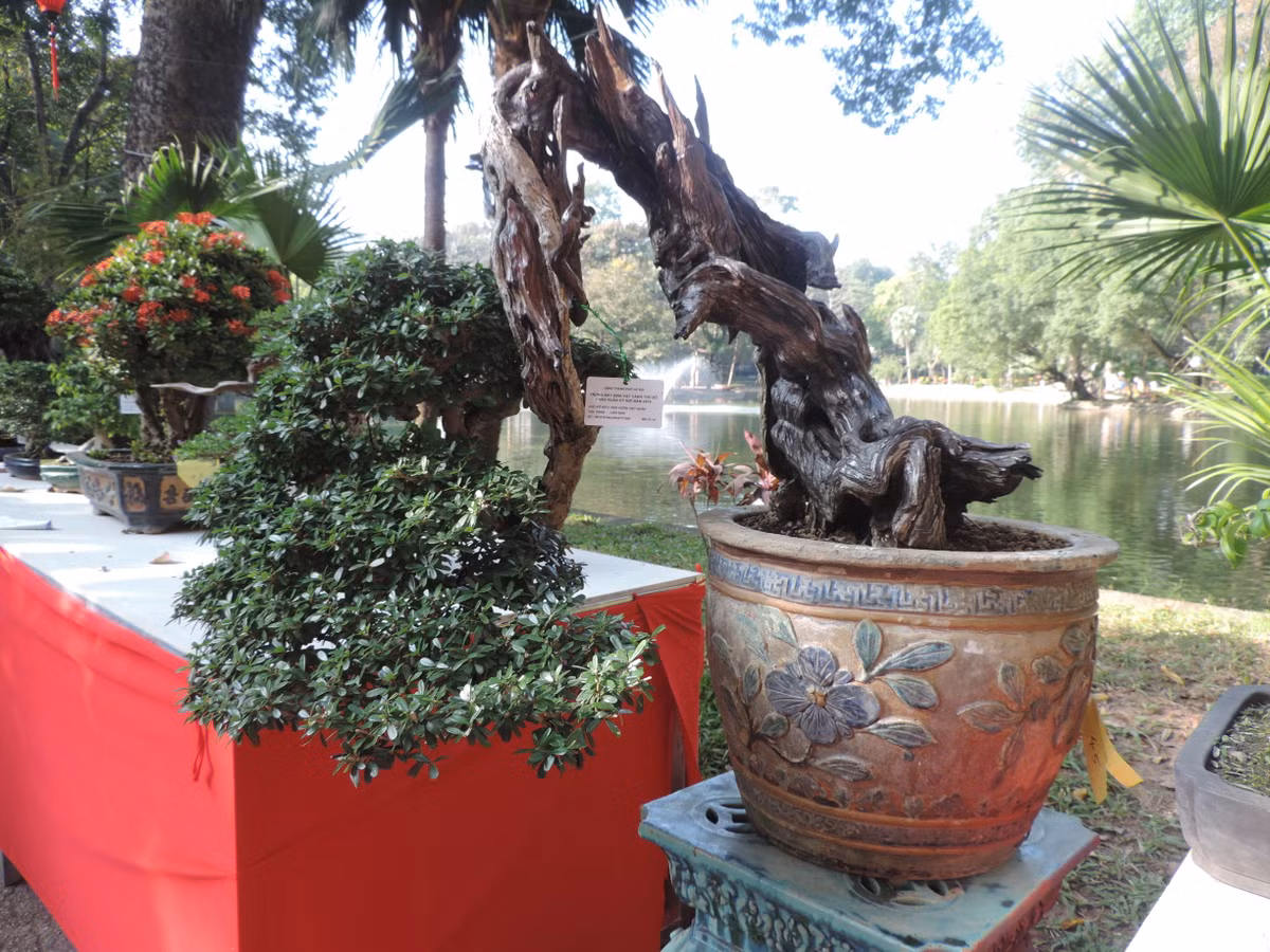 Ngắm tuyệt phẩm linh sam núi giá hơn nửa tỷ Ngam tuyet pham linh sam nui gia hon nua ty