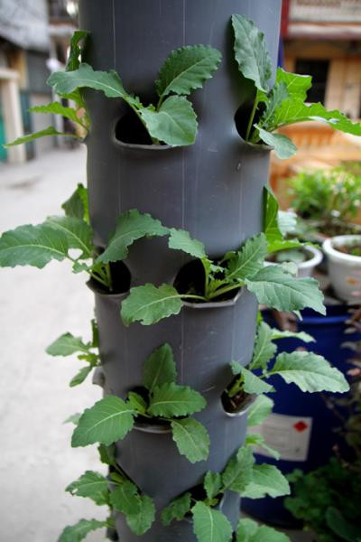 Tận dụng ống nước bằng nhựa là cách được khá nhiều hộ gia đình ở phố lựa chọn để trồng rau. Cách này vừa tiết kiệm diện tích mà vẫn cho ra rau sạch và an toàn để ăn. (Ảnh Ansinhdecor)