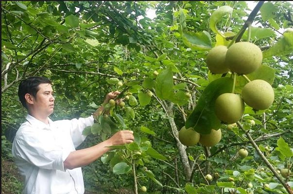 Khi cây kết quả, những quả lê phải được bọc giấy để phát triển tốt, đồng thời hạn chế sâu bệnh. Ảnh: Blogspot.