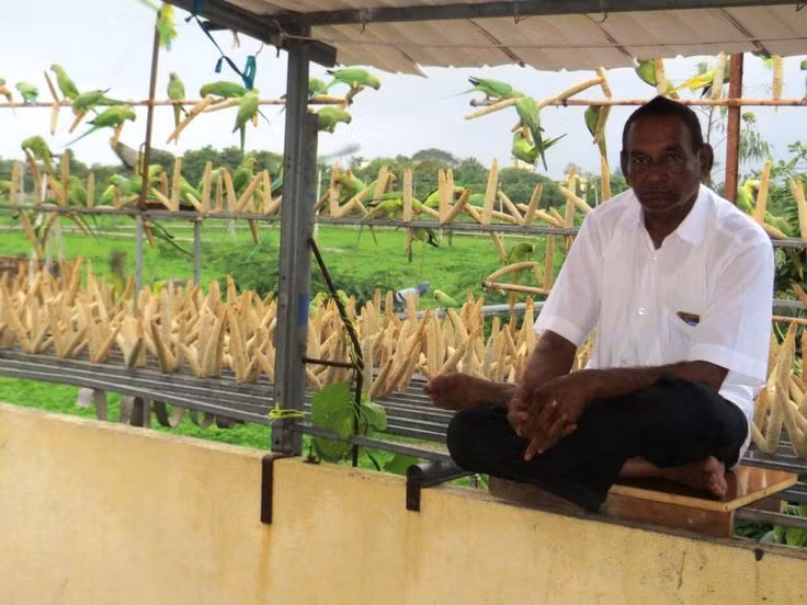 Harsukh Bhai Dobariya ở Gujarat, Ấn Độ đã chuyển giao trang trại độc đáo của mình thành một hệ sinh thái an toàn. Bởi ở trong khu đất siêu rộng của anh hàng ngày có đến 2.500 - 3.000 chú chim sẻ, vẹt ghét thăm để kiếm ăn, xây tổ và thậm chí là đẻ trứng.