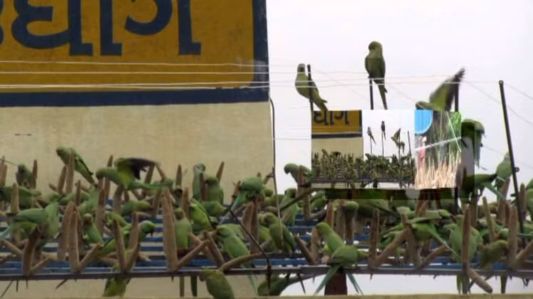 Đến đây, hàng ngàn con chim sẻ, vẹt sẽ được ăn hạt kê, uống nước miễn phí và không bị săn bắt. Và... hơn 1000 tổ chim đã được xây tại trang trại siêu độc này.