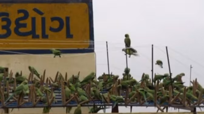 Dobariya chia sẻ: "Tôi nghĩ rằng việc chăm sóc chim và động vật là nhiệm vụ của tôi và bất kỳ ai".