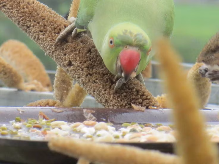 Sở dĩ vậy bởi Dobariya đã chịu chi từ 235 USD - 310USD/ngày mua thức ăn cho chim và treo khắp nơi trên ban công. Ban đầu, từ năm 2000 hàng ngày chỉ có 100-200 chú chim ghé đến nhưng số lượng đã tăng dần trong suốt 17 năm qua.