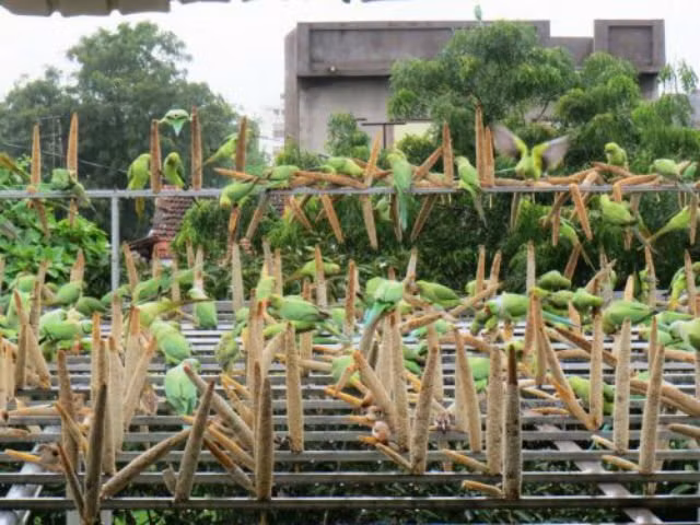 Harsukh Bhai Dobariya đã đầu tư lắp đặt hệ thống dàn thép vững chắc và treo trên đó những chùm ngô, kê mỗi ngày để làm nguồn thức ăn cho vẹt, chim sẻ mọi nơi bay về.
