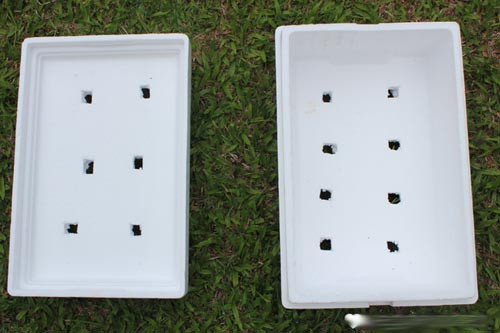 Cach trong rau sach trong thung xop tai nha cuc de-Hinh-3