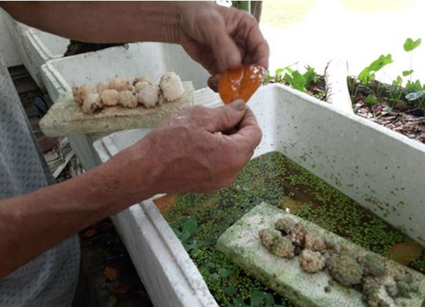 Để tỉ lệ con giống cao, ông Hùng gom trứng ốc lại, đặt vào các miếng xốp nhỏ, thả vào thùng xốp chứa nước, rồi đặt ở khu vực mát. Ảnh: Blogspot.