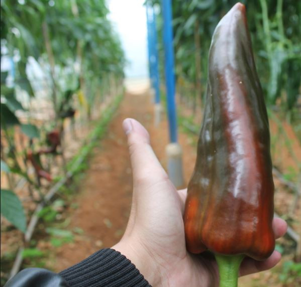 Xuất hiện ở Việt Nam chưa lâu nhưng giống ớt sừng bò này lại rất quen thuộc ở Hàn Quốc và Nhật Bản. Ảnh: Blogspot.