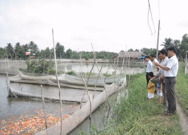 Soc: 200 trieu dong mot con ca chep Nhat-Hinh-6