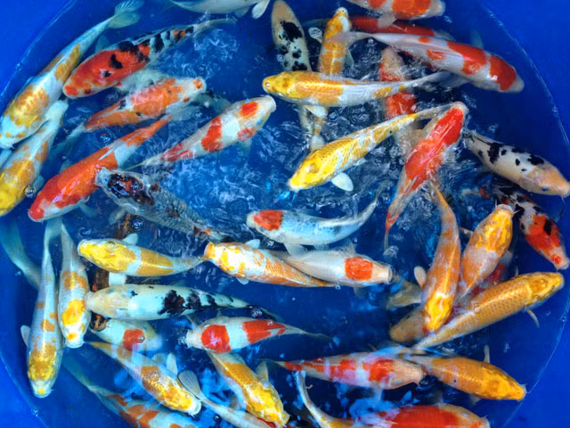 Soc: 200 trieu dong mot con ca chep Nhat-Hinh-5