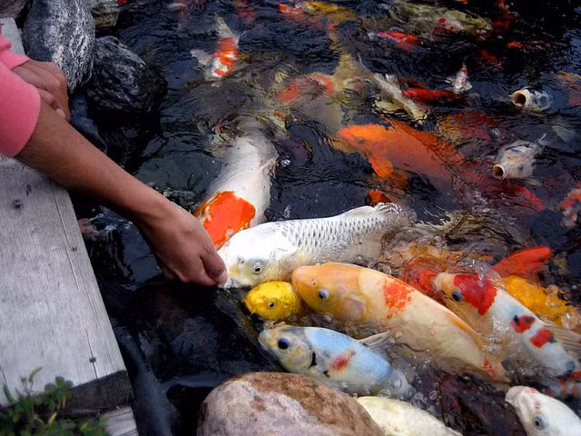 Soc: 200 trieu dong mot con ca chep Nhat-Hinh-2