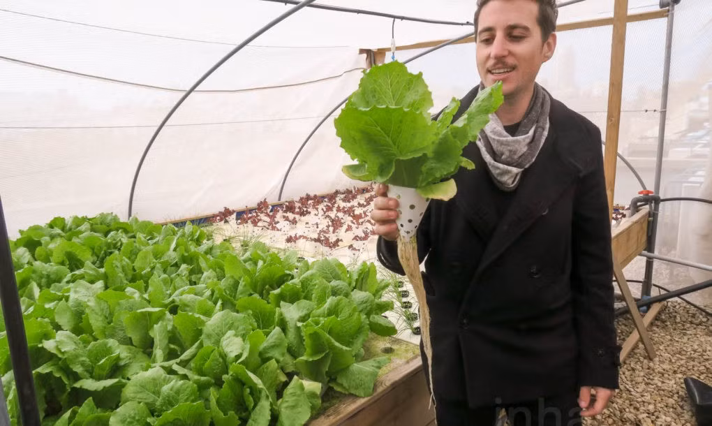 Rau được trồng theo phương pháp thủy canh hiện đại.