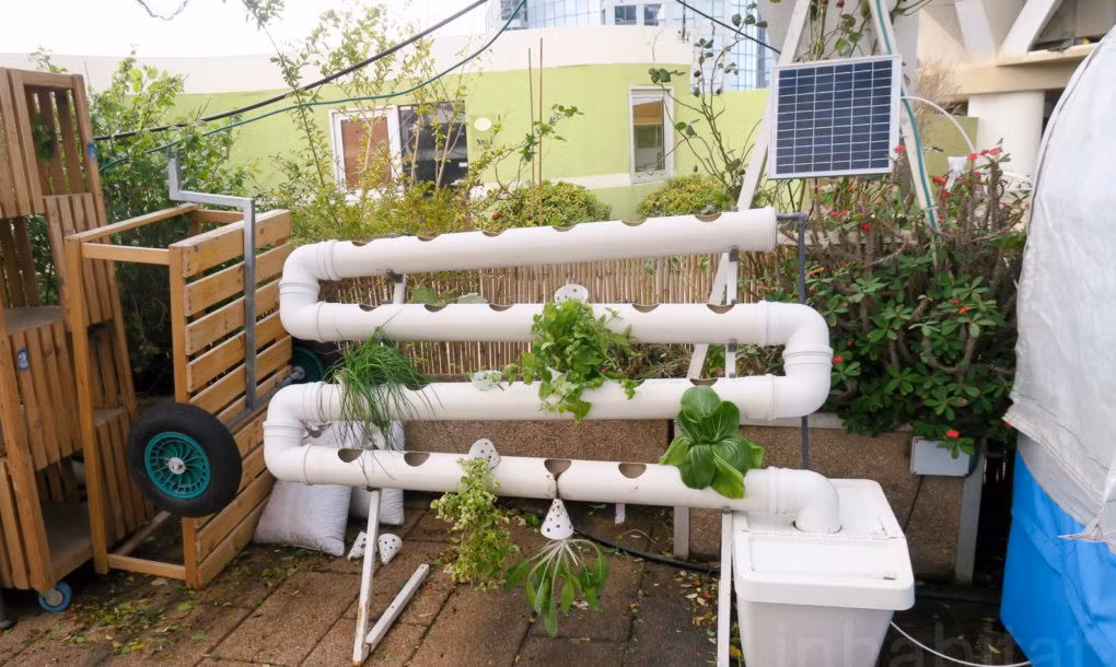 Tận dụng tất cả các khoảng trống trên sân thượng của trung tâm để trồng rau.