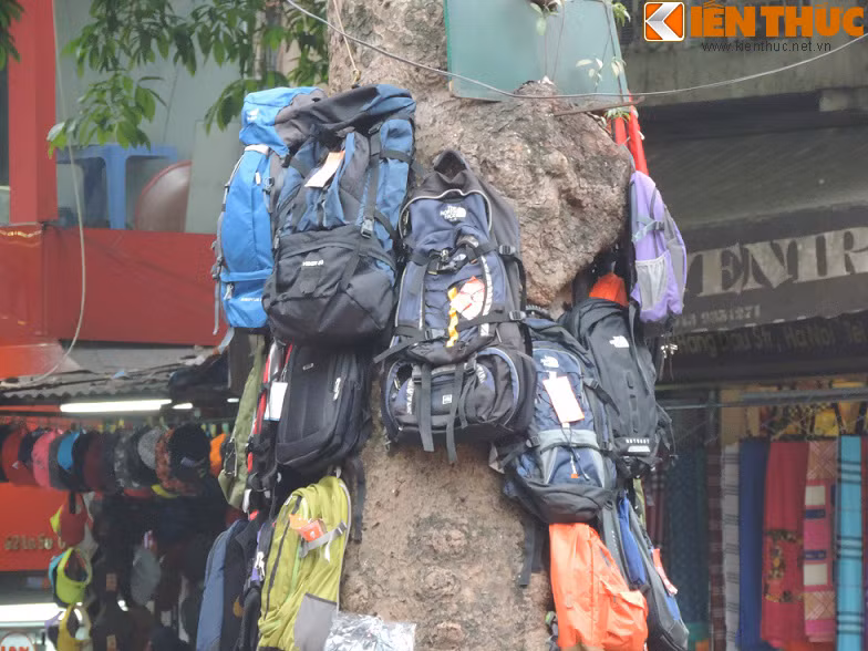 Từng chiếc đinh được đóng vào thân cây làm giá treo balo.