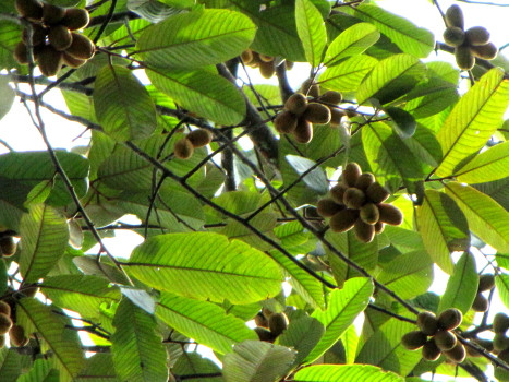 Với công dụng tuyệt diệu của mình, loài cây này thường được mua với giá từ 400-450 nghìn đồng/kg, tuy nhiên giá thương lái thu mua đồng loạt ở Kon Tum, Gia Lai thì rẻ mạt chỉ đến 3.000 đồng/kg.