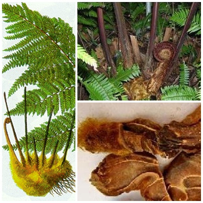 Cùng với cây máu chó, thì cây cu li cũng được lùng mua rất nhiều với giá 2.000 đồng/kg và khi đã qua sơ chế thì bán lại giá 10 nghìn đồng/kg.