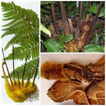 Cùng với cây máu chó, thì cây cu li cũng được lùng mua rất nhiều với giá 2.000 đồng/kg và khi đã qua sơ chế thì bán lại giá 10 nghìn đồng/kg.