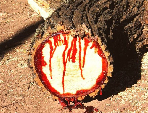 Sở dĩ có tên là máu chó bởi vì khi chật cây, chất nhựa chảy ra có màu đỏ giống như máu chó.