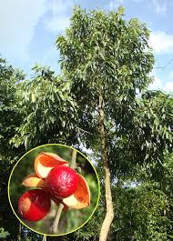 Cây máu chó to cao, có thể tới hơn 10m. Cành non có lông tơ màu hung đỏ. Lá mọc so le, có cuống, nguyên và nhẵn, mặt trên bóng. Hoa khác gốc, có lông mịn màu nâu nhạt. Quả hình trứng hay hình cầu, khi chín thì nhẵn, vỏ quả mỏng; áo hạt nguyên vẹn hay bị tước cả đầu. Hạt có vỏ mỏng và nhẵn.