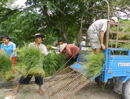 Chợ cỏ Ô Lâm thường bắt đầu họp từ 11h sáng và tan chợ tầm 15h chiều. (Ảnh Canthotv)