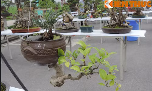 Chậu cây độc đáo tạo dáng bên khung sắt hình trái tim.