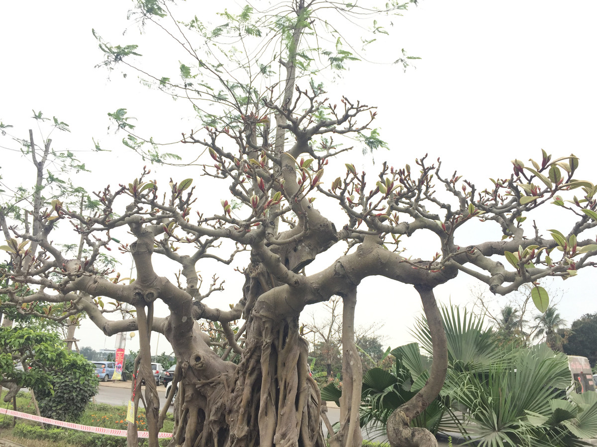 Nhiều chuyên gia cây cảnh đánh giá cây đa cổ này là một trong những cây đa quý hiếm bậc nhất ở Việt Nam.
