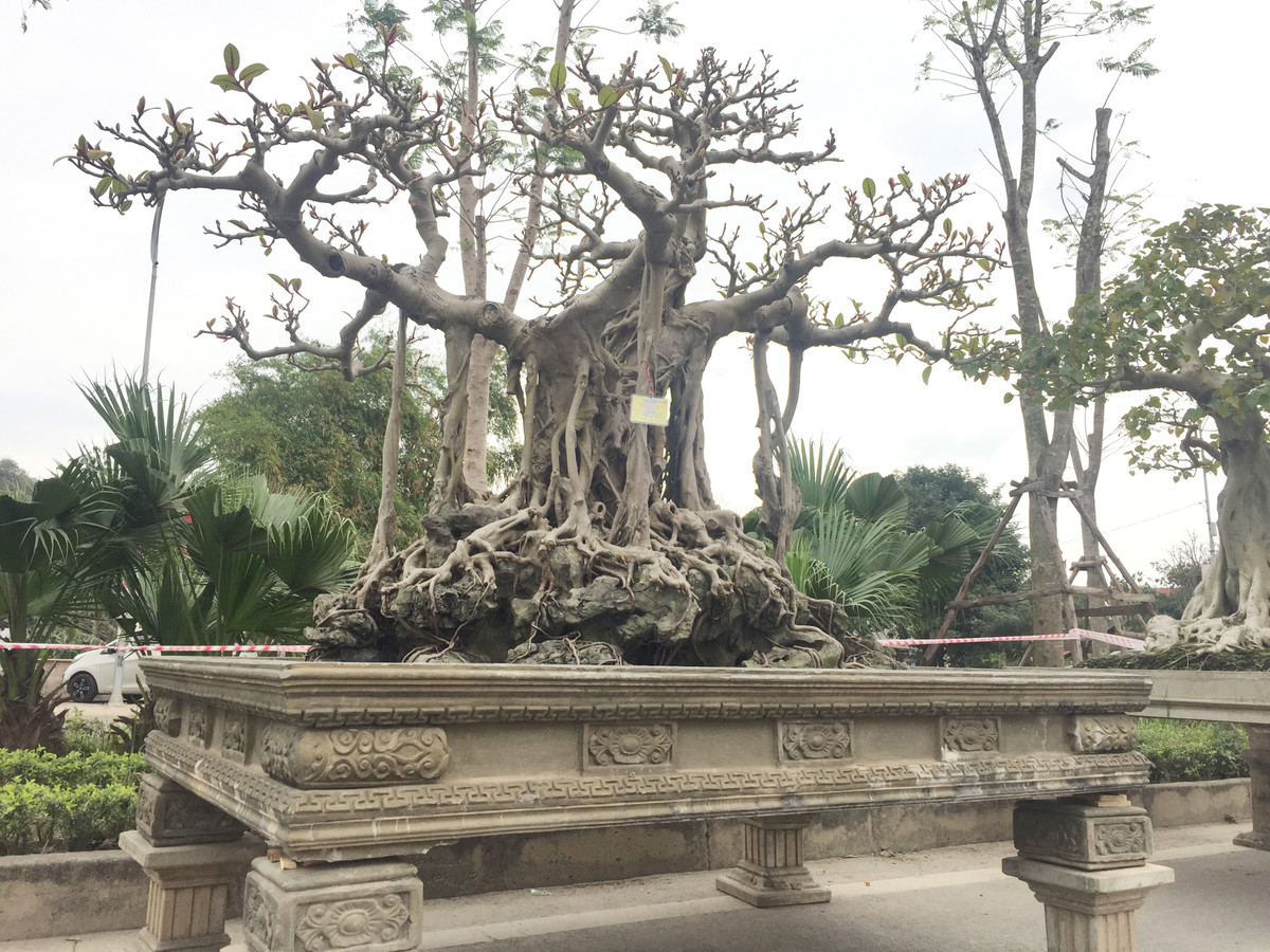 Cây cao khoảng gần 2m, đường kính thân 70cm, tán xòe rộng nhiều hướng.