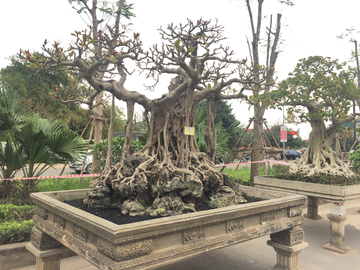 Cây đa cổ được chủ nhân của nó đặt tên là "đa phúc, đa tài, đa phú quý". Cây đa cổ có tuổi đời hàng trăm năm, sở hữu dáng đứng vững chãi, hùng vĩ rất bắt mắt.