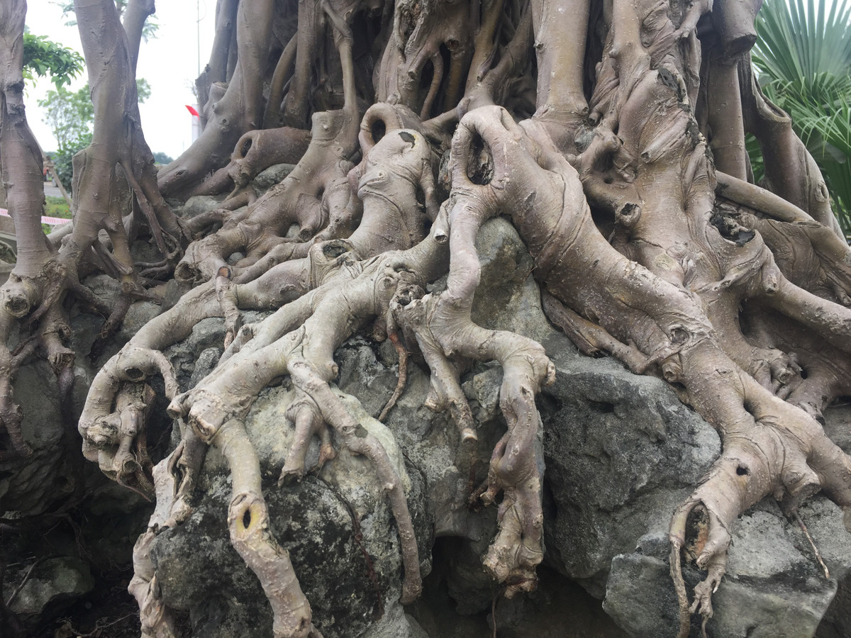 Cũng theo ông Lộc, có rất nhiều người trả giá vài trăm triệu đến cả tỷ đồng nhưng ông không bán. Bởi với ông, báu vật quý hiếm như thế này phải có giá ít nhất là 2,5 tỷ.