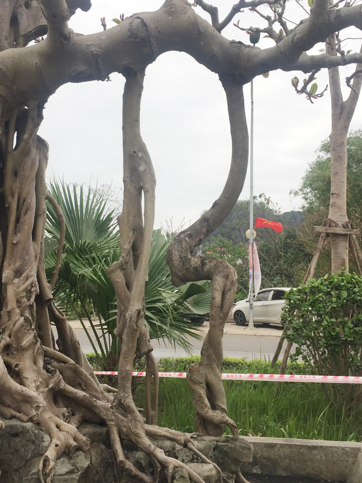 Ông Lộc cho biết: "Cây đa cổ trước đây thuộc sở hữu của một dòng họ ở Thanh Hóa, được truyền lại từ đời này, sang đời khác và được xem như báu vật. Tôi đã theo đuổi một thời gian dài và chịu chi số tiền lớn mới có thể mua được “siêu cây” này".