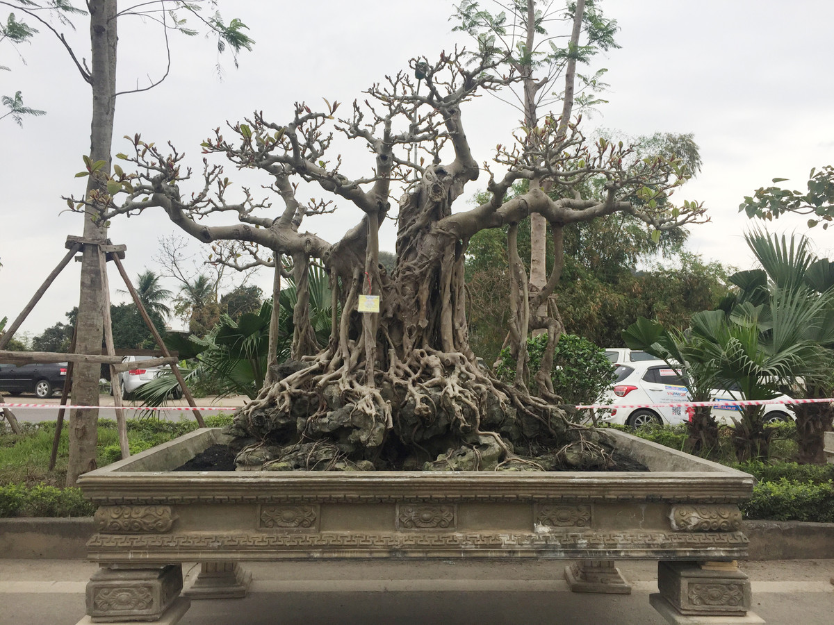 Thời điểm những năm 1999 - 2000 dù thị trường cây cảnh chưa sôi động nhưng chủ nhân của cây đa cổ trăm tuổi là ông Nguyễn Văn Lộc (Hà Nội) đã chịu chi đến 10 cây vàng để mua siêu cây cảnh quý giá này.