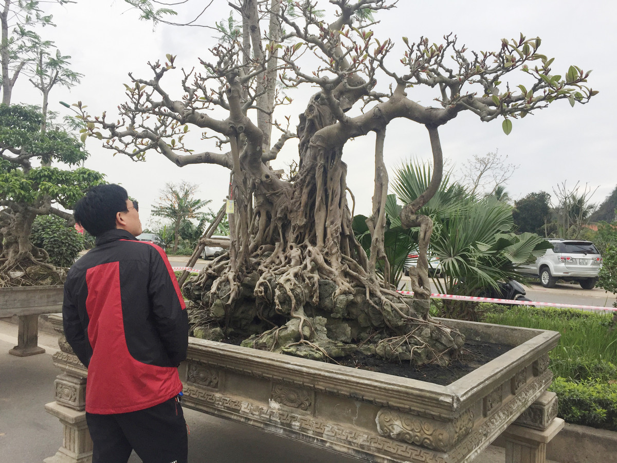 Điểm nhấn tạo nên nét độc đáo của cây đa cổ này là bộ rễ chùm ôm đá. Chính vì thế, nhiều người còn gọi nó là đa cổ trăm tuổi mọc trên đá.