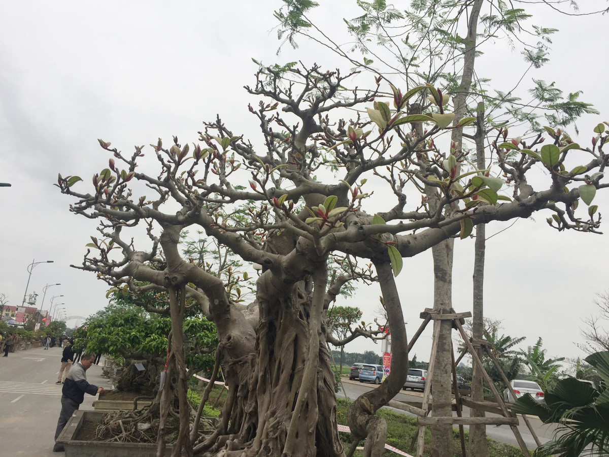 Những nhánh cây ra lộc chi chít, xanh mơn mởn.