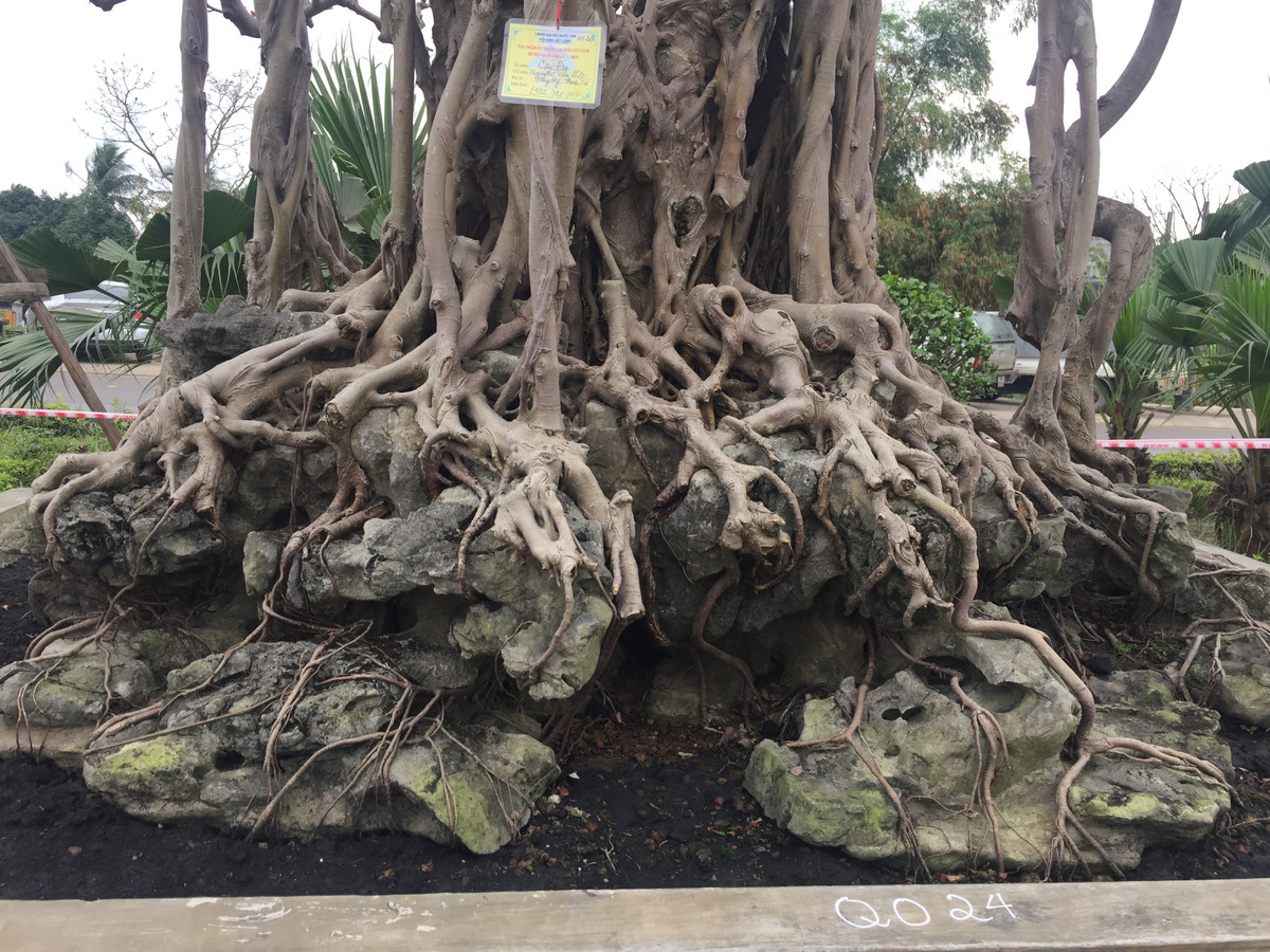 Bộ rễ chùm như những móng rồng ôm trọn hòn đá cảnh rất lạ mắt.