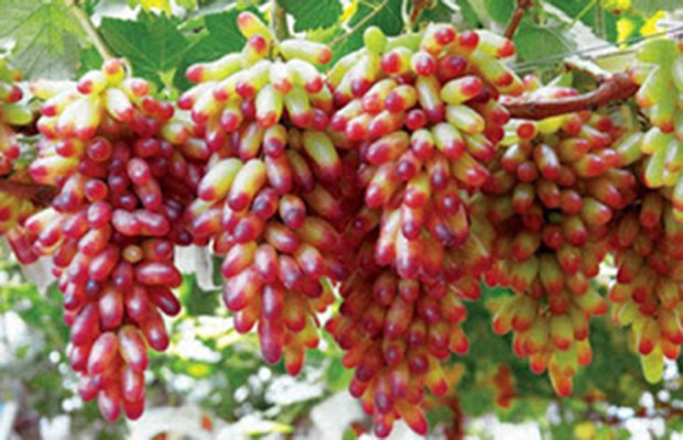 Nho Mỹ nhân chỉ có giá bán lẻ là 130.000 - 140.000 đồng/kg. Ảnh: Tanthanhco.