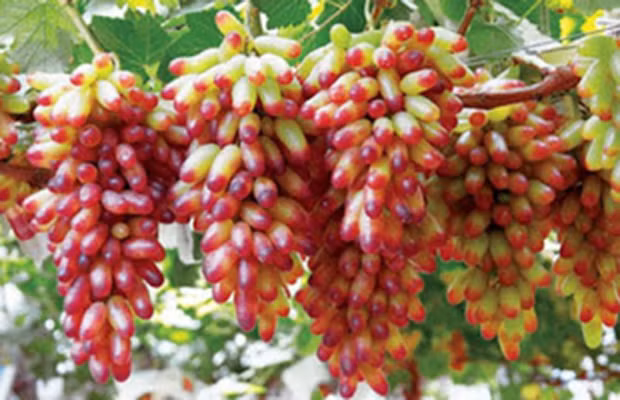 Nho Mỹ nhân chỉ có giá bán lẻ là 130.000 - 140.000 đồng/kg. Ảnh: Tanthanhco.