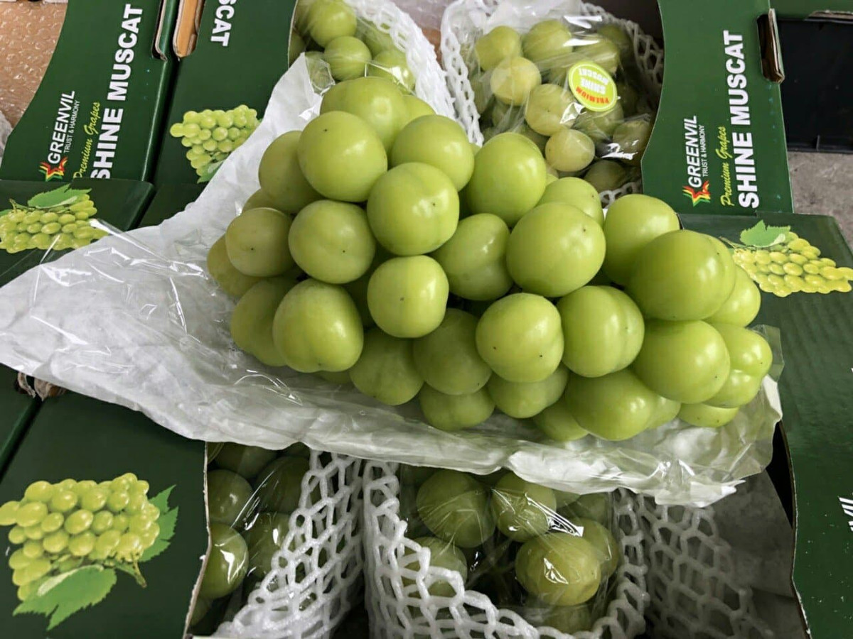 Nho sữa Hàn Quốc còn gọi là nho mẫu đơn Hàn Quốc, được trồng nhiều tại vùng đất Yeongdong, nằm trên chân núi Chungpungnyeong của dãy núi Sobaek. Ảnh: Dktcdn.