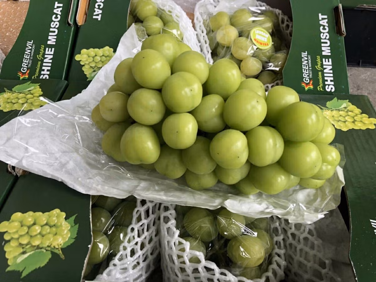 Nho sữa Hàn Quốc còn gọi là nho mẫu đơn Hàn Quốc, được trồng nhiều tại vùng đất Yeongdong, nằm trên chân núi Chungpungnyeong của dãy núi Sobaek. Ảnh: Dktcdn.