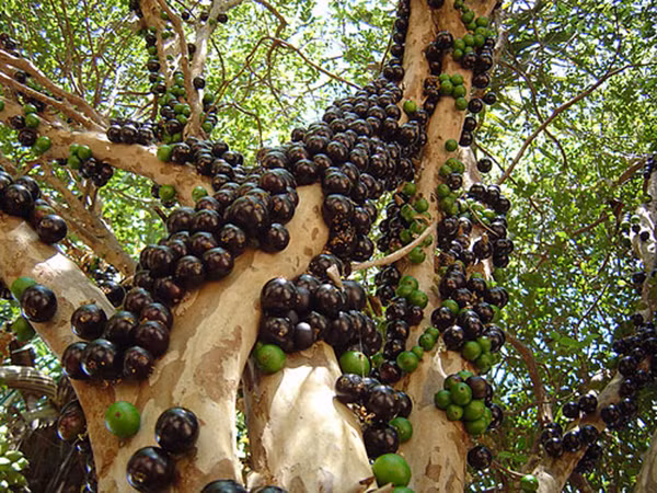 Nho thân gỗ có giá bán lẻ khá cao, dao động từ 220.000 - 250.000 đồng/kg, đắt ngang ngửa nho đen không hạt của Mỹ. Ảnh: Hoadepviet.