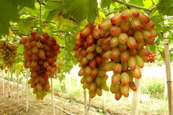 Nho Mỹ nhân chỉ có hình dáng dài giống ngón tay khiến các bà nội trợ Việt thích thú lùng mua dù giá đắt gấp giá nho sữa Ninh Thuận tới 5 lần. Ảnh: Tamsugiadinh.