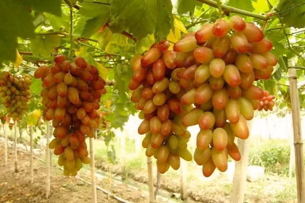 Nho Mỹ nhân chỉ có hình dáng dài giống ngón tay khiến các bà nội trợ Việt thích thú lùng mua dù giá đắt gấp giá nho sữa Ninh Thuận tới 5 lần. Ảnh: Tamsugiadinh.