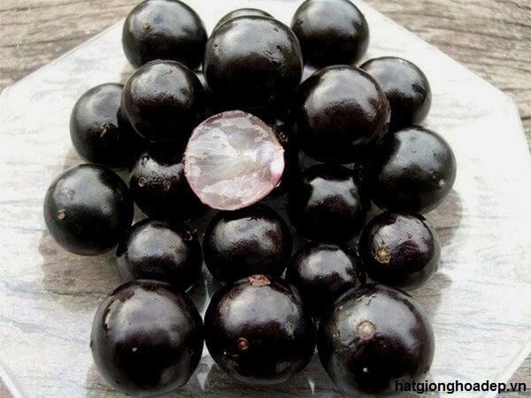 Kể từ khi xuất hiện, nho thân gỗ đã nhanh chóng gây sốt tại thị trường Việt Nam, thu hút sự hiếu kỳ, tò mò của rất nhiều chị em. Ảnh: Hatgionghoadep.