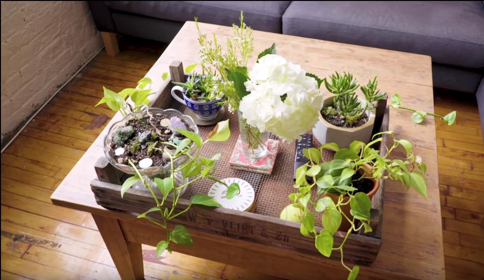 Khi cặp đôi quyết định sống chung cùng nhau, tiêu chí lựa chọn căn hộ khi thuê là phải có nhiều ánh sáng để những chậu cây của họ có thể phát triển xanh tốt. Ảnh: R29static.