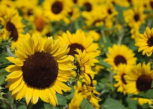 Hoa hướng dương là loài hoa được ưa chuộng nhất trong mùa hè này vì vẻ đẹp rực rỡ, ấn tượng của từng bông hoa. Hướng dương rất dễ trồng vì đây là loài cây có thể chịu được khô, nóng. Kỹ thuật trồng hoa hướng dương không hề khó, chỉ với vài bước đơn giản là bạn đã có ngay chậu hoa “khổng lồ” với sắc vàng rực rỡ.